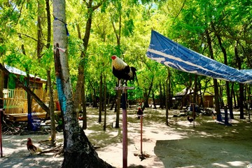 フィリピン留学 週末の過ごし方の紹介（カオハガン島紹介）